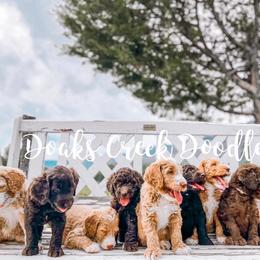 Bernedoodle, Goldendoodle, and Poodle Puppies from Doaks Creek Doodles