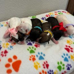 Havapoo puppies from Hofer Pups