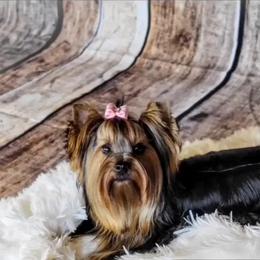 Molly - Yorkshire Terrier