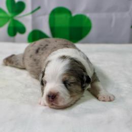 Lotus - Blue merle male Miniature Australian Shepherd puppy in Bauxite, Arkansas from J and B Mini Aussies