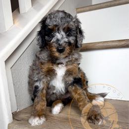 Pepper - Merle female Goldendoodle puppy in Murrieta, California from Apricot Poodles & Goldendoodles, LLC