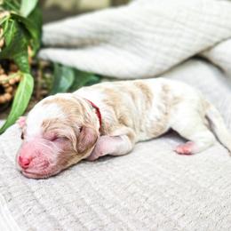 Atlas - Parti male Poodle puppy in Gaylord, Michigan from Dog Mom Co. Poodles