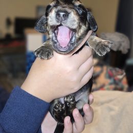 Dachshund Puppies from Mobile Mini Dachshunds