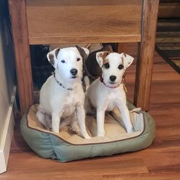 "Yodi and Vera, half sisters" Jack Russell Terrier Puppies from Marvel Lane Jack Russell Terriers