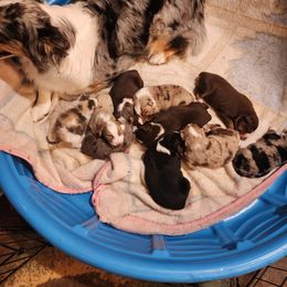Australian Shepherd Puppies from Steel Magnolia Aussies