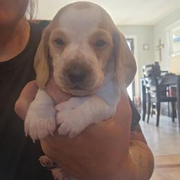 Oscar - Piebald male Dachshund puppy in Fruita, Colorado from 3 B's Breeding