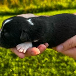 Annie - Black & white female Miniature Australian Shepherd puppy in Mount Carmel, Tennessee from Hill Top Mini Aussies