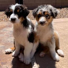 Australian Shepherd Puppies from Brit’s Australian Shepherds