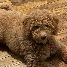 Kali - Goldendoodle