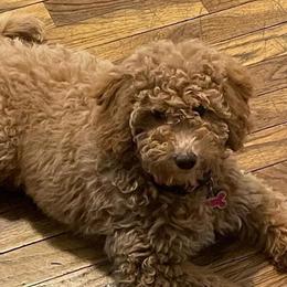 Kali - Goldendoodle