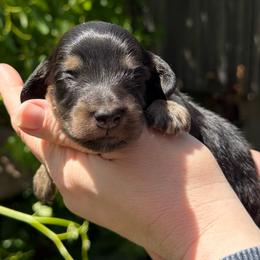 Boy 1 - Black and tan male Dachshund puppy in Santa Rosa, California from Signature Mini Dachshunds