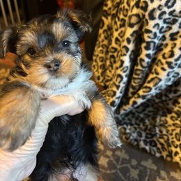 Boy 3 - Black and tan male Yorkshire Terrier puppy in Scranton, Arkansas from Trennas Rotten Yorkies