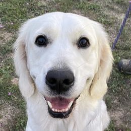 Nala - Golden Retriever