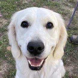 Nala - Golden Retriever
