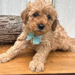 Light Blue Heart - Apricot male Goldendoodle puppy in Germantown, Maryland from Honey Blossom Doodles