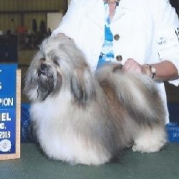 Golden Retrievers and Havanese from Happy Acres Goldens and Havanese