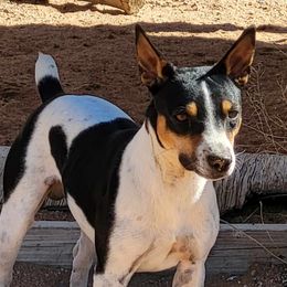 Buzz - Rat Terrier
