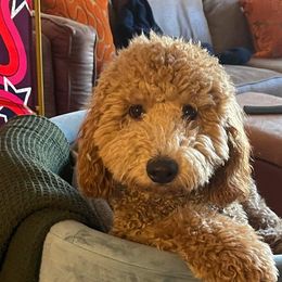 Goldendoodles from Sweet Tennessee Doodles