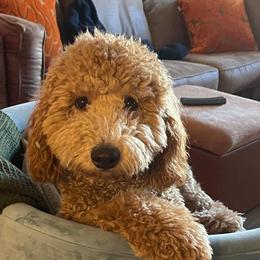 Goldendoodles from Sweet Tennessee Doodles