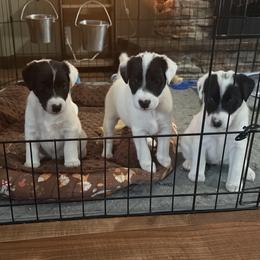 Smooth Fox Terrier puppies from Tregoad/Foxgift Smooth Fox Terriers