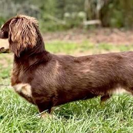 Hank - Dachshund