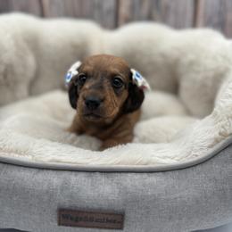 Girl 1 - Red female Dachshund puppy in Waynesville, North Carolina from Blue Ridge Doxies