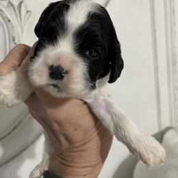 Ruby - Black and white female Cocker Spaniel puppy in Sautee Nacoochee, Georgia from Candy's Cockers