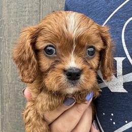 Clifford - Ruby male Cavalier King Charles Spaniel puppy in Boardman, Ohio from Taliaferro Kennel