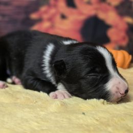 Dr. Turner - Black and white male Border Collie puppy in Avilla, Indiana from Borderline Kennels