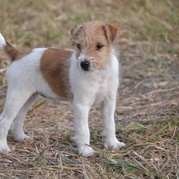 Jack Russell Terrier Puppies from Smokin Pistol Jack Russell Terriers