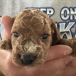 Jr. - Red male Cavapoo puppy in Osseo, Michigan from Smiths Fluffy butts