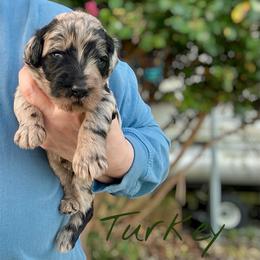 Turkey - Merle male Goldendoodle puppy in Mocksville, North Carolina from Little Bear Doodles
