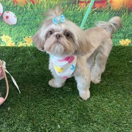 Lizzy - Shih Tzu