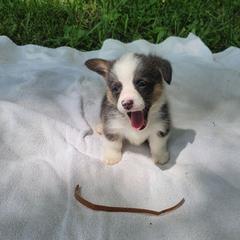 Clover - Blue male Pembroke Welsh Corgi puppy in Aleppo, Pennsylvania from Donna's Corgis
