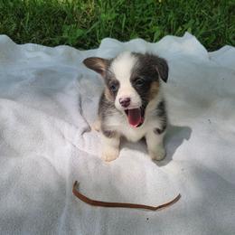 Clover - Blue male Pembroke Welsh Corgi puppy in Aleppo, Pennsylvania from Donna's Corgis