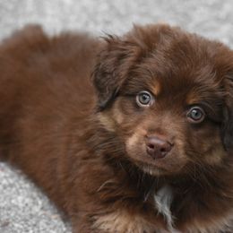 Miniature American Shepherd and Miniature Australian Shepherd Puppies from MarvelMAS Miniature American Shepherds