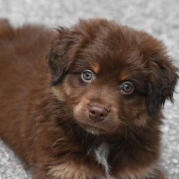 Miniature American Shepherd and Miniature Australian Shepherd Puppies from MarvelMAS Miniature American Shepherds