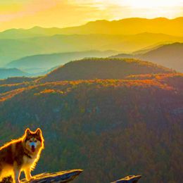 Anastasia - Siberian Husky