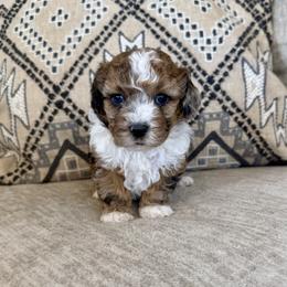 Hershey - Chocolate merle female Bernedoodle puppy in Lamar, Colorado from Jozlyn’s Pups