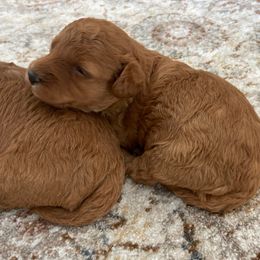 Lulu - Apricot female Cavapoo puppy in Lewisburg, Pennsylvania from Cinda's Cavapoos