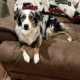 Paris - Miniature Australian Shepherd