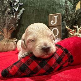 Boy 1 - Buff and white male Cockapoo puppy in Mena, Arkansas from Ouachita River Cockapoos