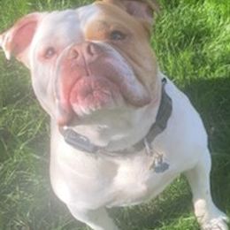 Bulldogs from Manomet Valley Bulldogs