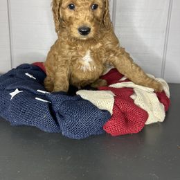 Bernedoodle, Bernese Mountain Dog, and Goldendoodle Puppies from Red Door Canines