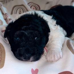 Belle - Black tri-color female Aussiedoodle puppy in Missouri from Mini AussieDoodles on Meadow Lane