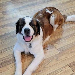 Ziva - Saint Bernard