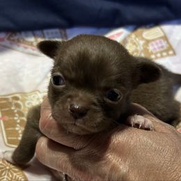Diamond - Chocolate and white female Chihuahua puppy in Hampton, Virginia from Chilove Chihuahuas