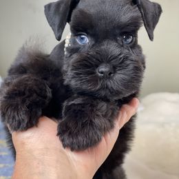 Miniature Schnauzer Puppies from The BrickHouse Miniature Schnauzers