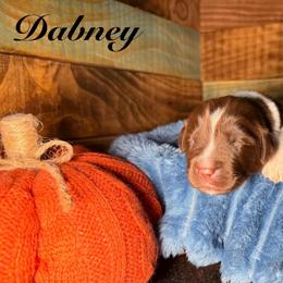 Dabney - White and brown male Newfoundland puppy in Tully, New York from Bear Paw Newfoundlands