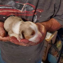 Dusty - Red merle female Miniature Australian Shepherd puppy in Mc Arthur, California from Kingscastle Ranch